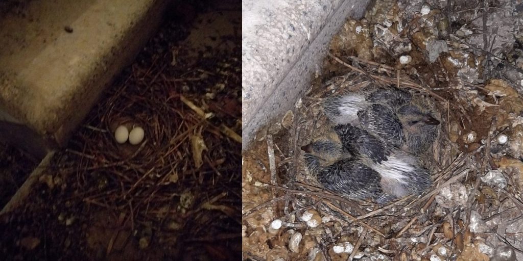 Lieto evento nella chiesa di San Vito. Sono nati due piccioncini