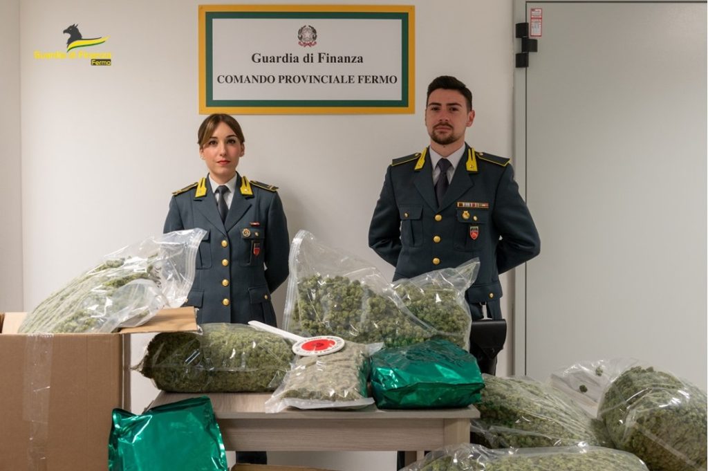 GDF Fermo: traffico di sostanze stupefacenti. sequestrati 52 kg di infiorescenze di marijuana.