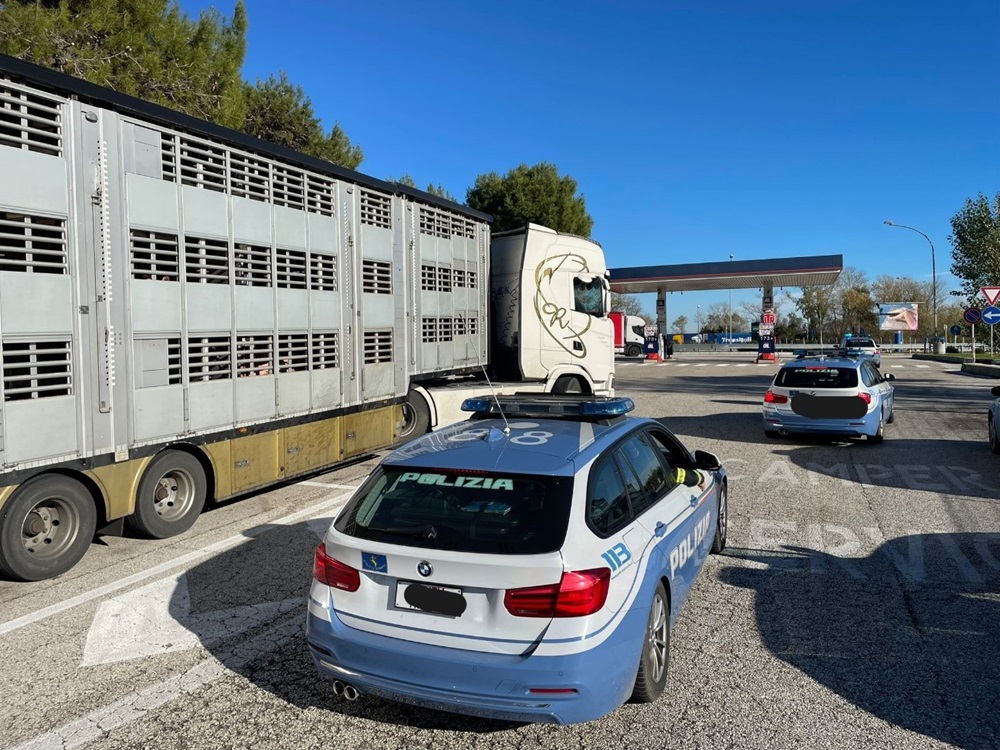 Autotrasportatore francese multato dalla Polizia Stradale per violazione delle norme sul trasporto di animali vivi