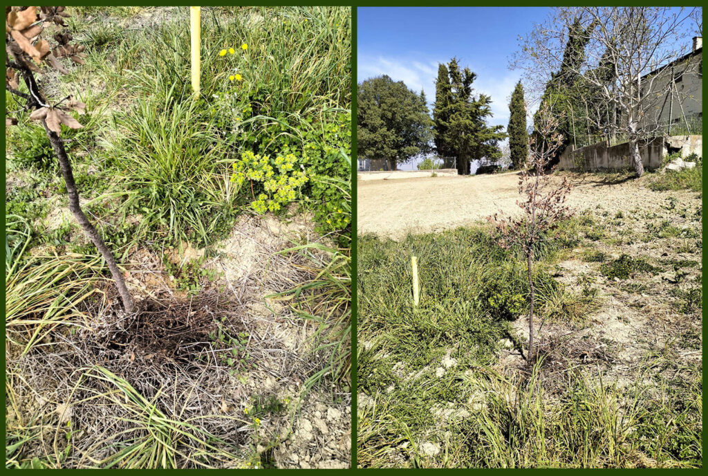 A Recanati danneggiati alberi: denuncia contro ignoti