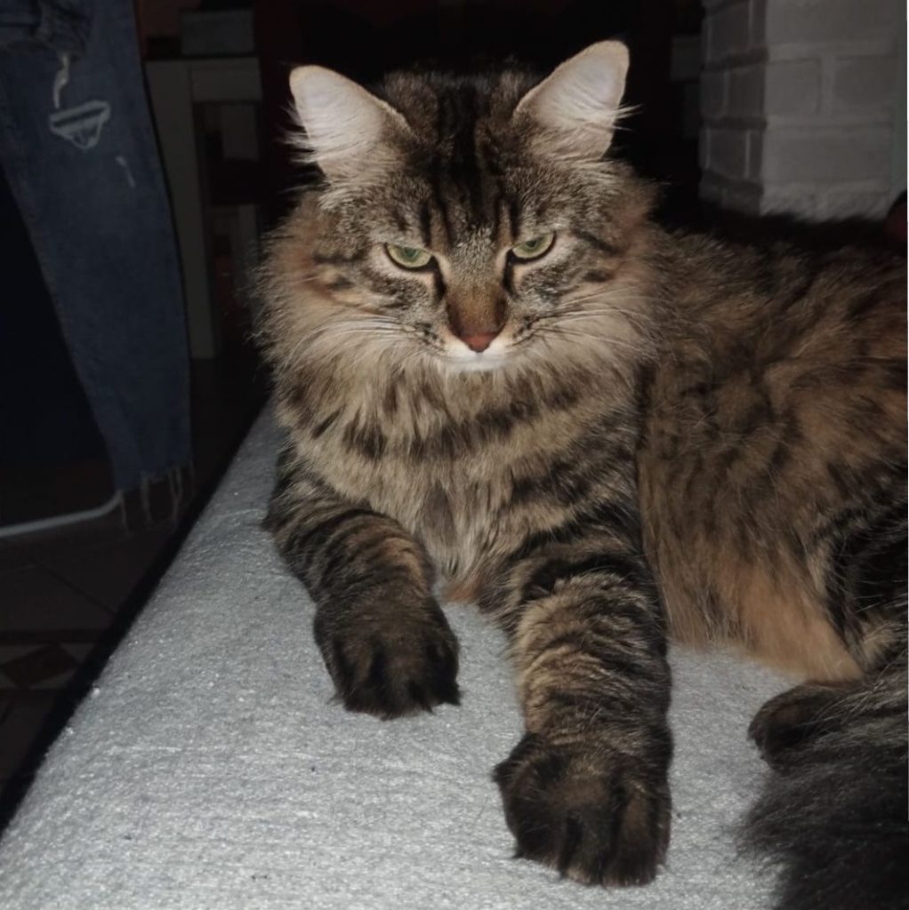 Recanati. Ricompensa per chi ritrova la gatta Greys