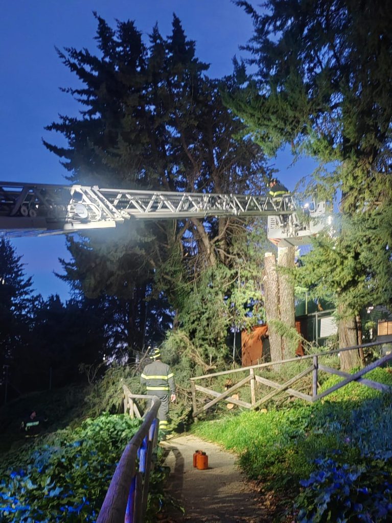 Recanati: l’assessore Paoletti tranquillizza i cittadini sul taglio degli alberi