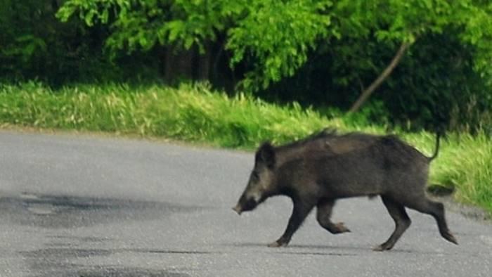 Recanati: un cinghiale gli attraversa la strada e il motociclista 17enne finisce a terra