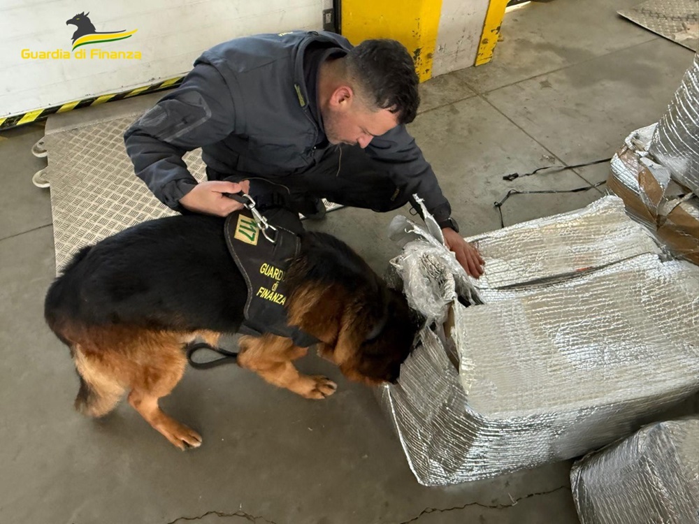 Civitanova: sequestrati circa 190 chilogrammi di marijuana, occultati all’interno di una società di spedizione