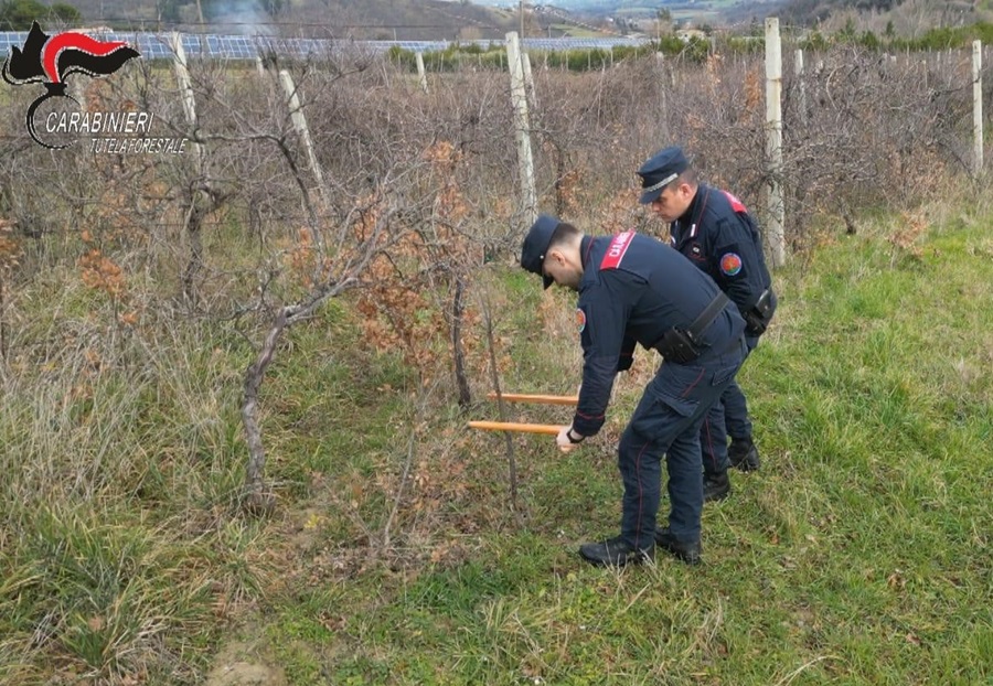 Perquisizioni a carico di tre persone accusate di truffe per oltre 130.000 euro di fondi pubblici nel settore vitivinicolo