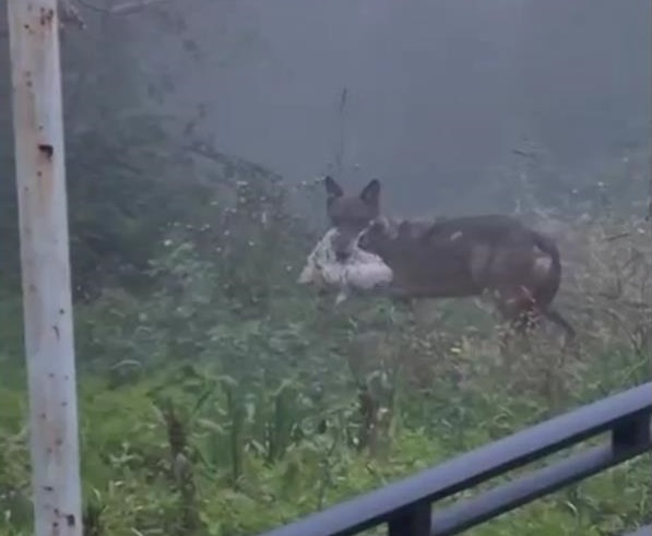 Avvistamenti di lupi a Recanati, le buone pratiche di sicurezza da rispettare