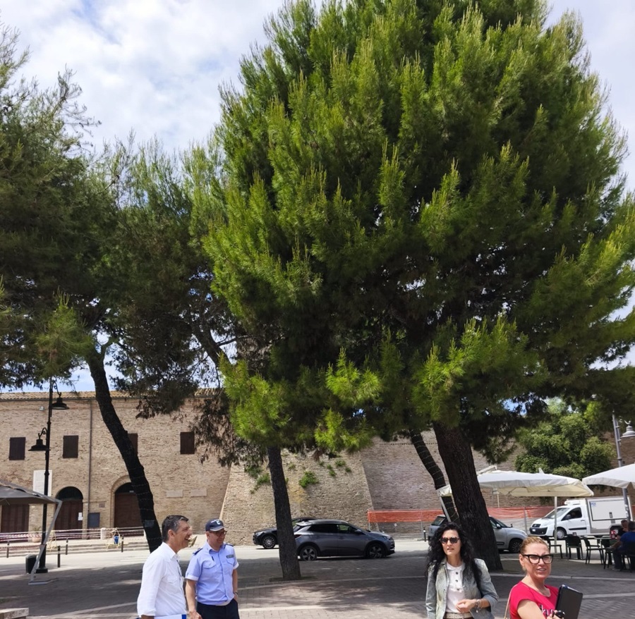 Piante abbattute in piazza Brancondi a Porto Recanati: il dispiacere dell’Amministrazone e l’indignazione di Fratelli d’Italia