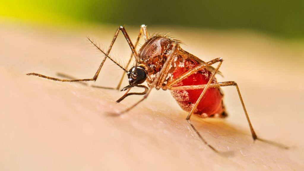 Recanati, un caso di Dengue, dall’11 al 14 giugno si procede con la disinfestazione nella zona del Mercato