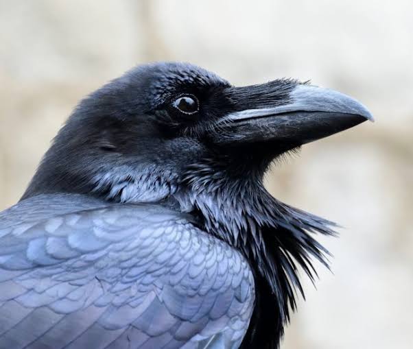 Uccisa a fucilate da un cacciatore “Morla”, un corvo imperiale che tornava tra le braccia della sua padrona