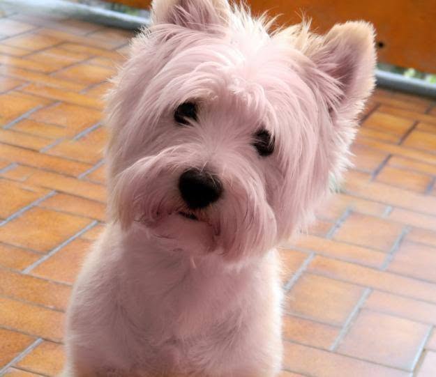 Recanati, due lupi aggrediscono un cane di 16 anni davanti a casa Il cane Whisky aggredito dai lupi a Recanati