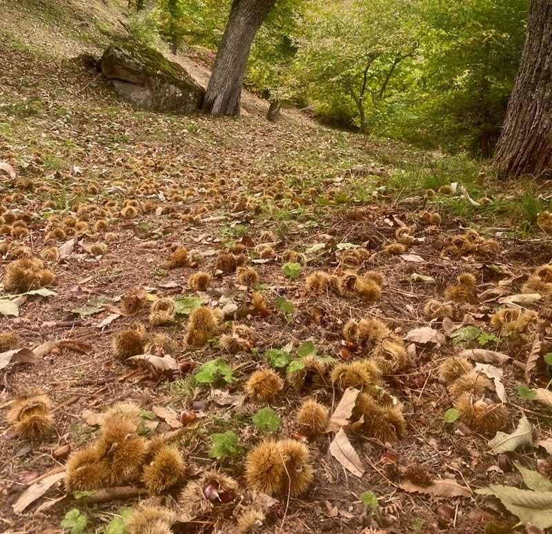 Il Rotary Recanati Giacomo Leopardi organizza una giornata tra natura, tradizione e solidarietà nel Parco dei Sibillini
