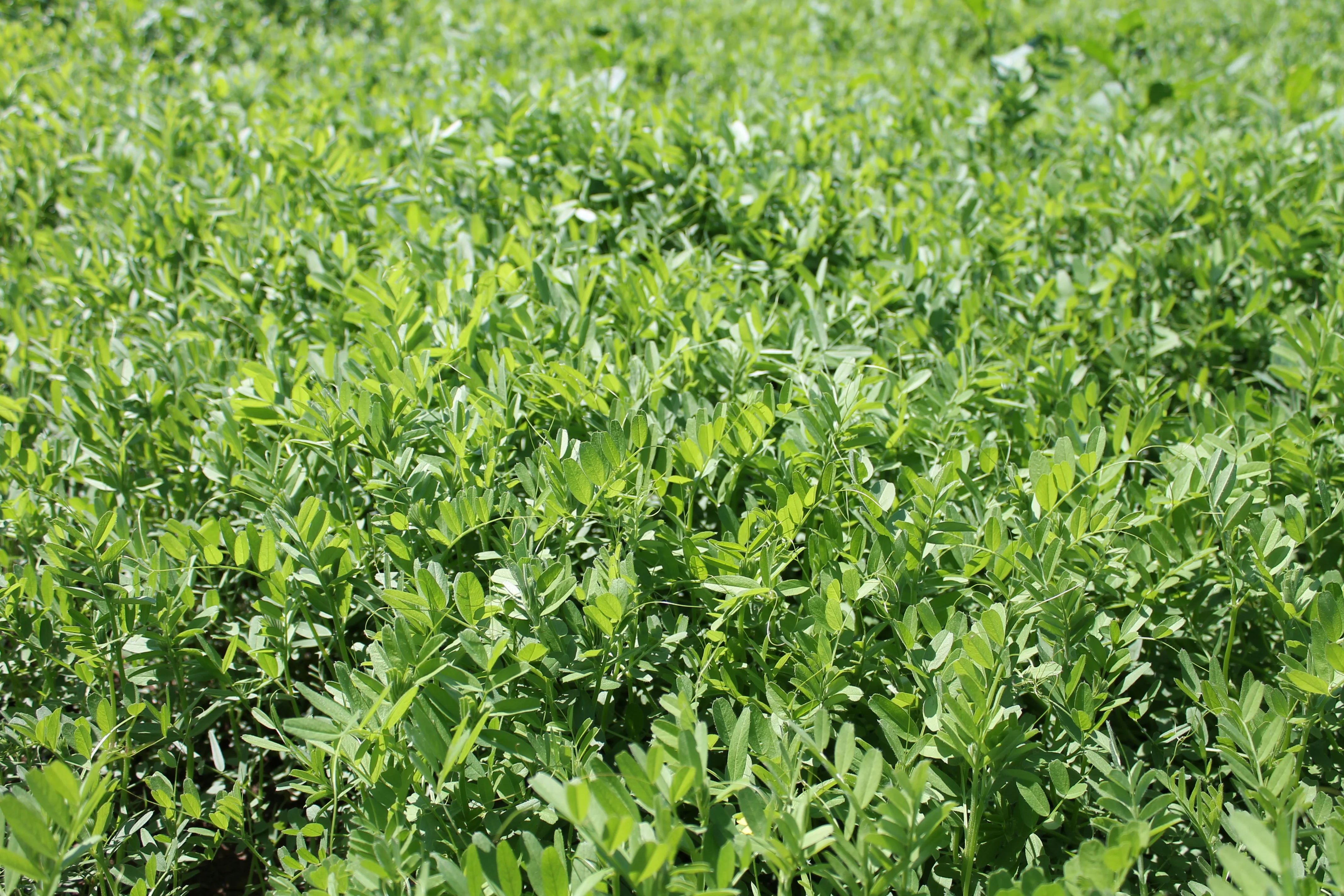 Fic Pegasus (Vicia sativa)  - image 5