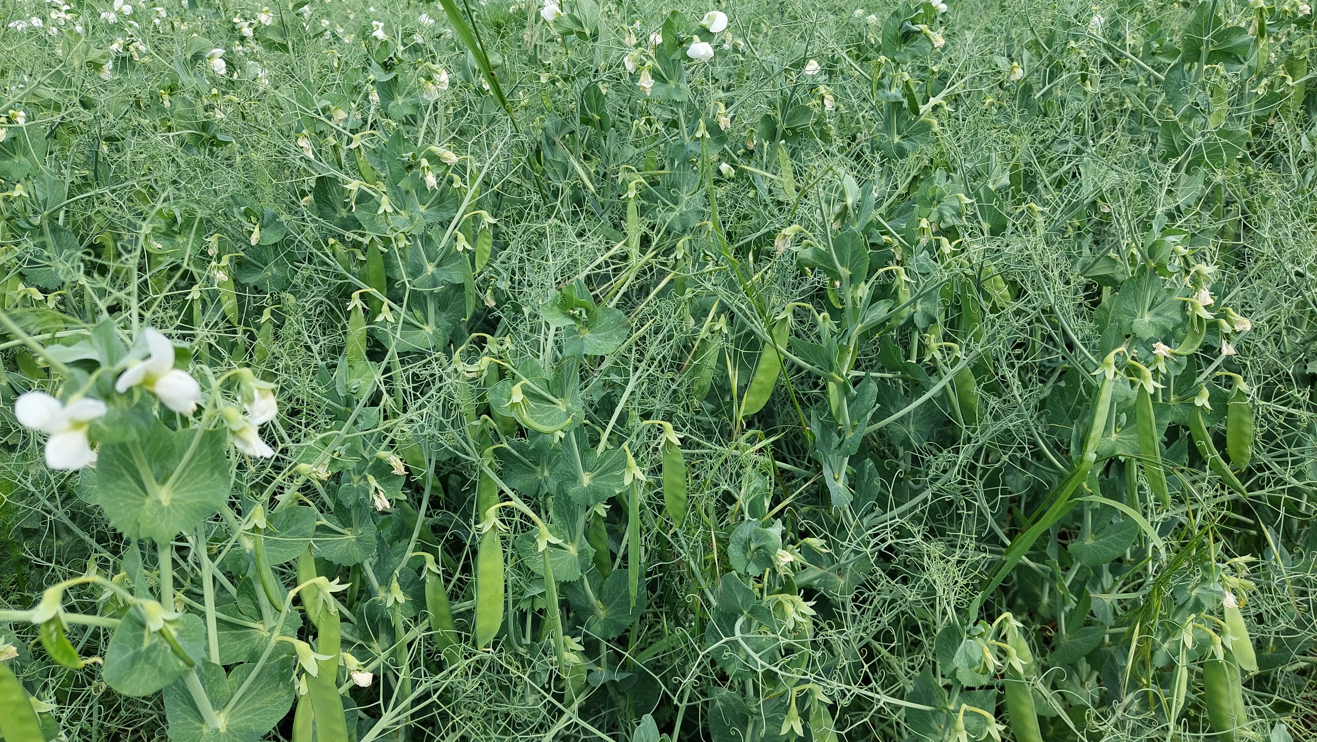 Грах Пролетен сорт "Тип"