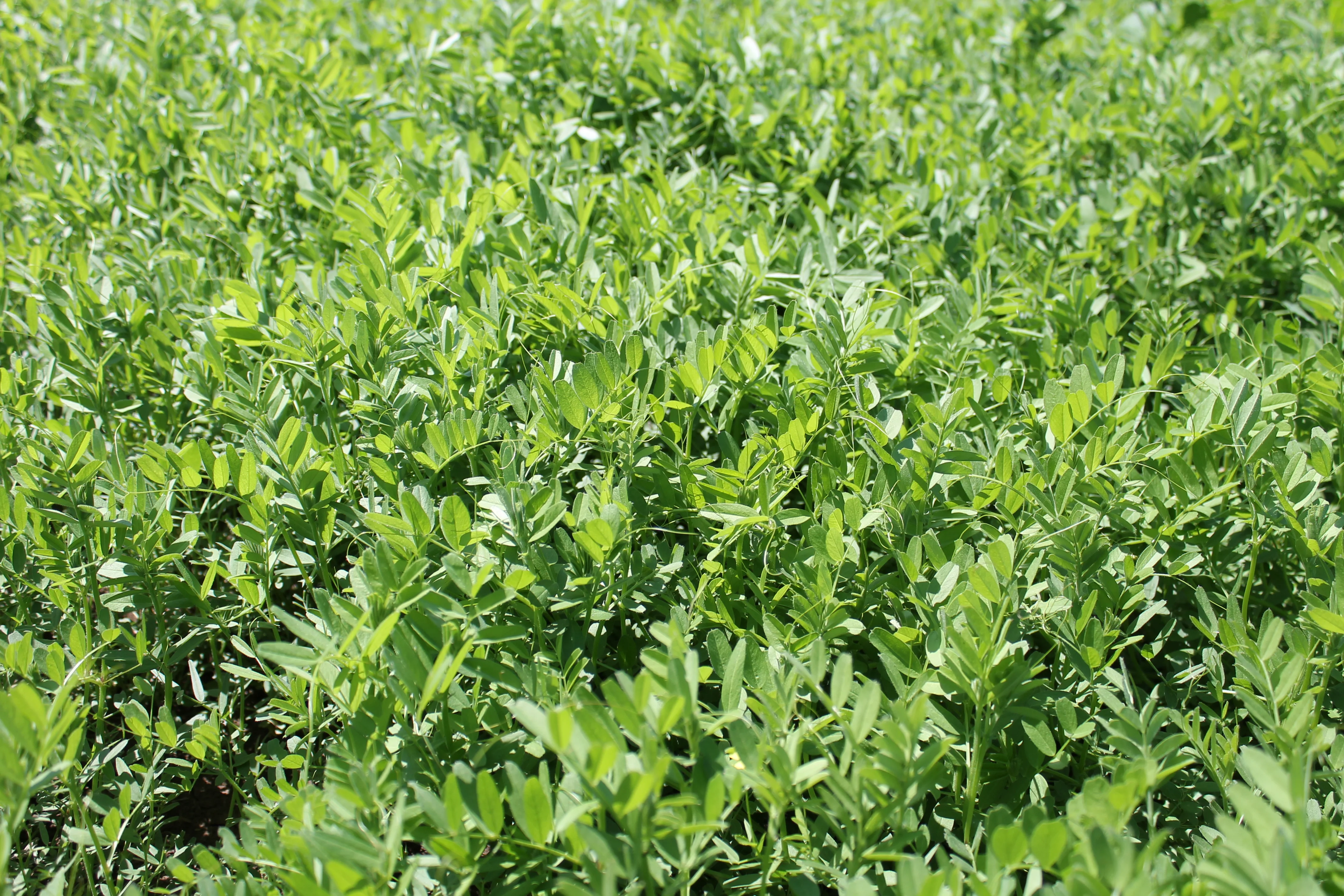 Fic Pegasus (Vicia sativa)  - image 2