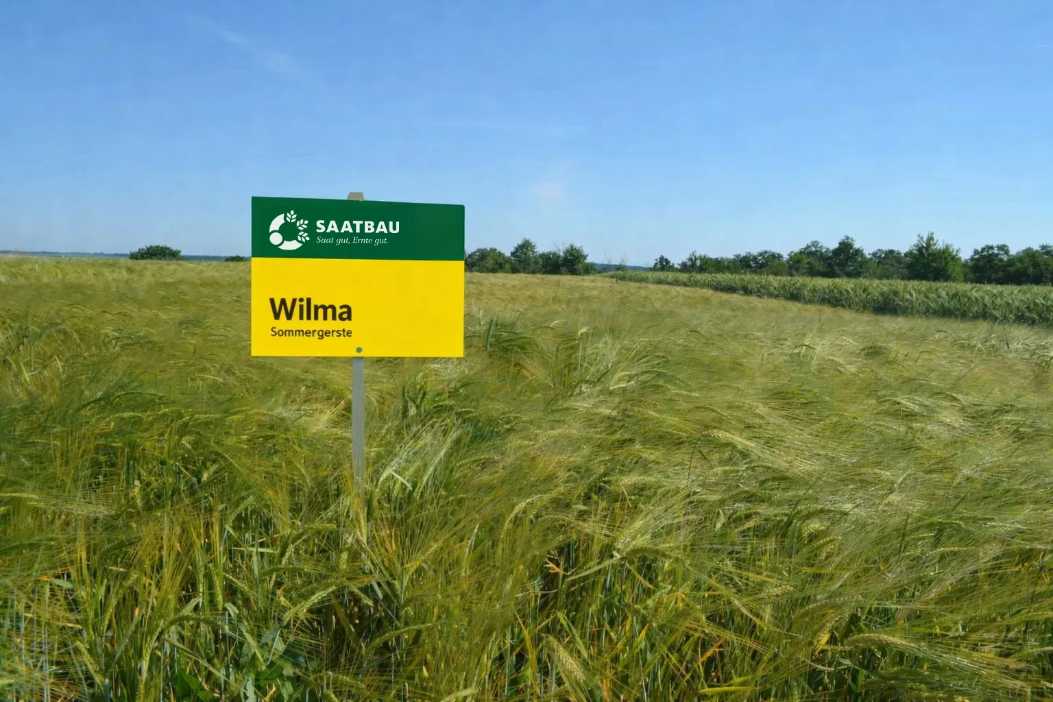 Ечемик Пролетен сорт "Вилма"