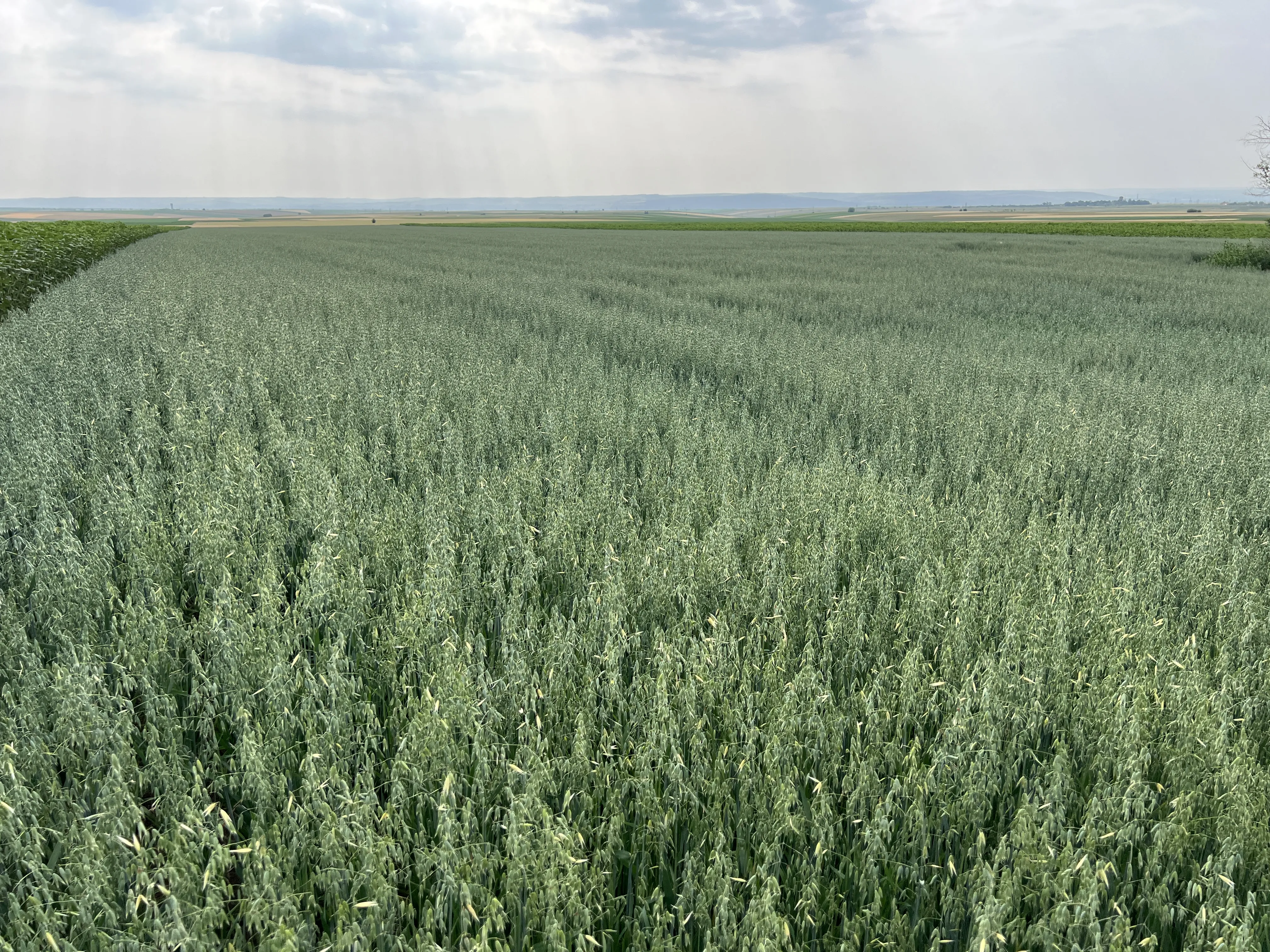 Овес сорт "Макс" - image 1