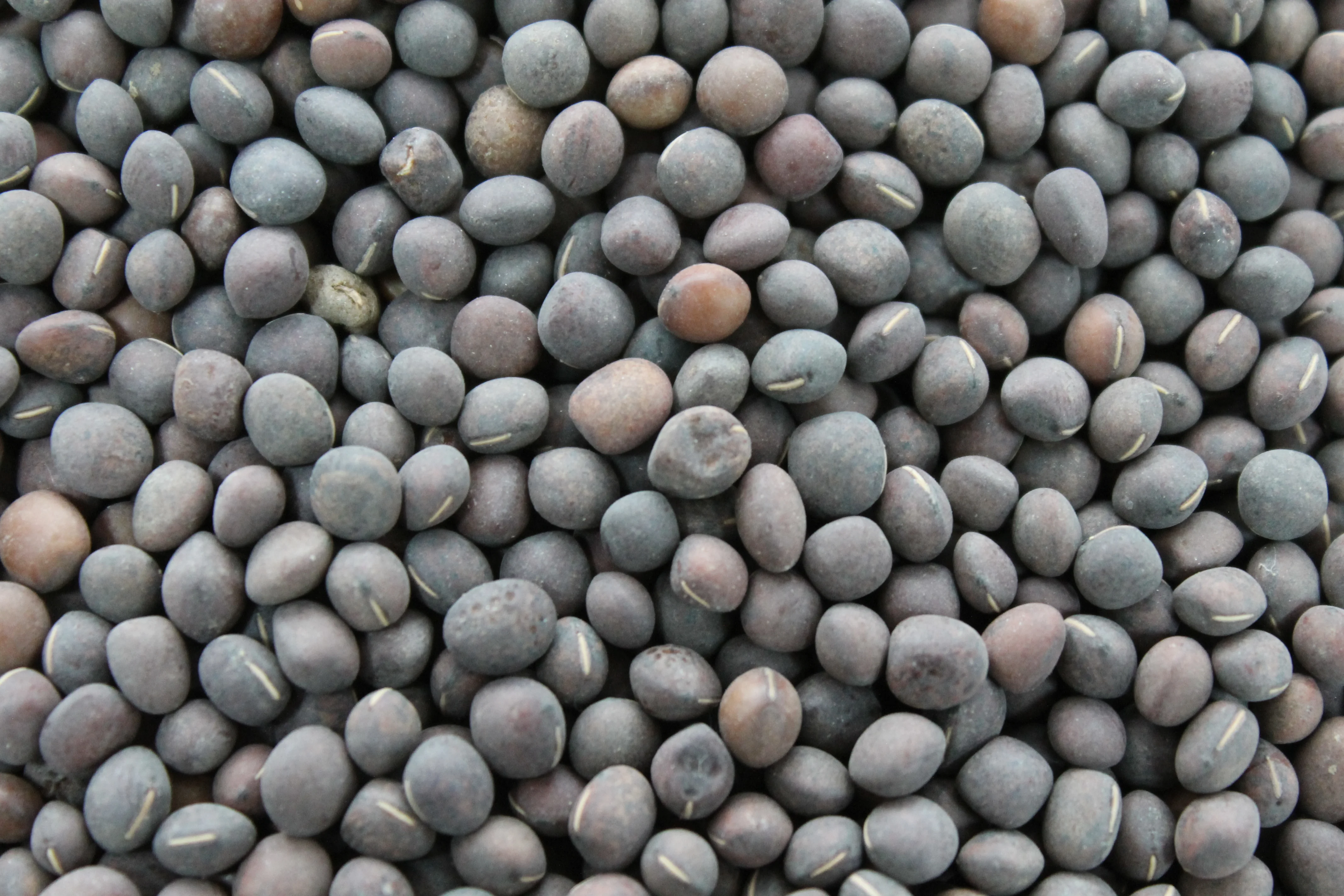 Fic Pegasus (Vicia sativa)  - image 1
