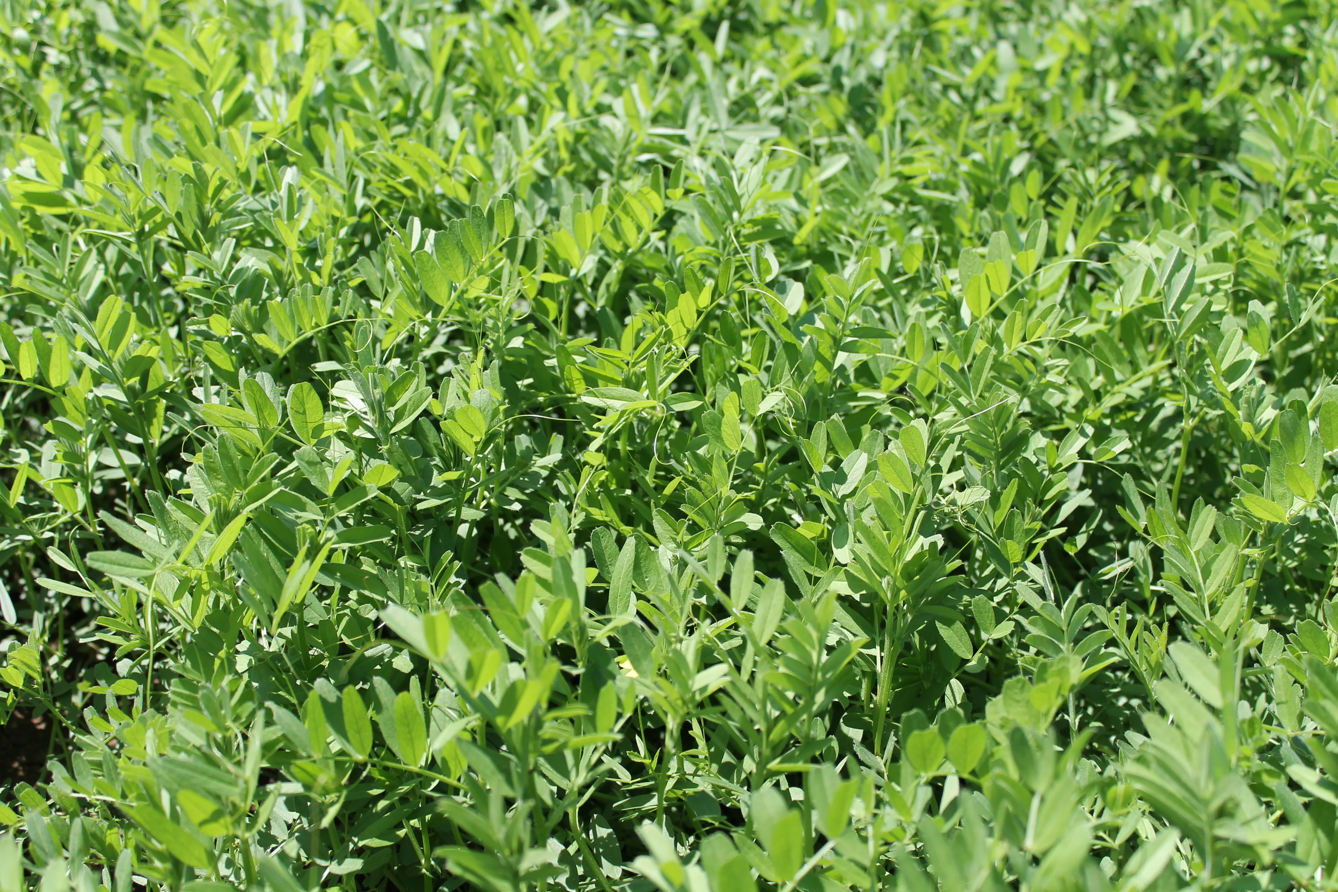 Fic Pegasus (Vicia sativa)  - image 3