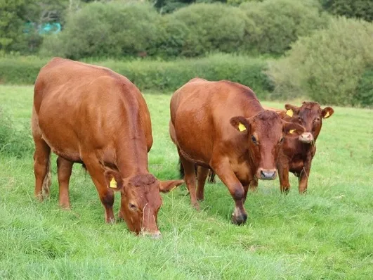 Hallwood Farm – Petrockstowe