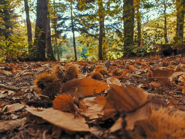 Los destinos más buscados para una escapada de otoño en España