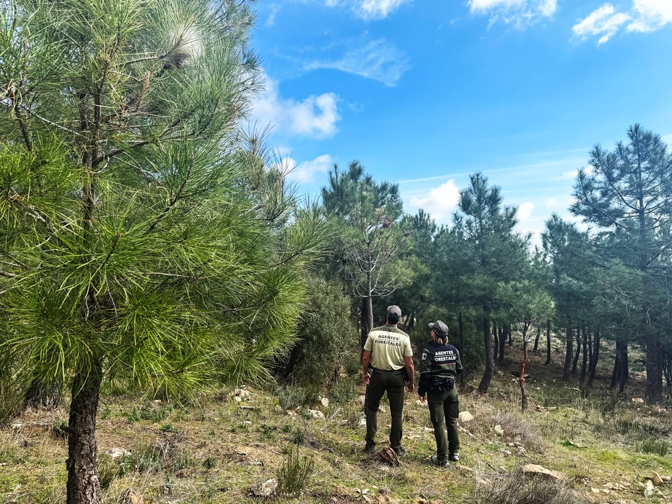 Madrid controla la población de oruga procesionaria