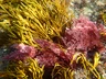 Detectada por primera vez en las costas de Galicia la macroalga invasora tropical Asparagopsis taxiformis