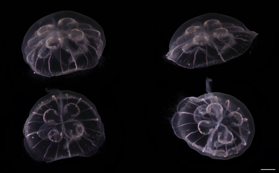 Descubren nueva especie de medusa luna en el Golfo de México