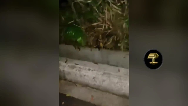 Un hombre lucha con una enorme pitón que estrangulaba a un gato