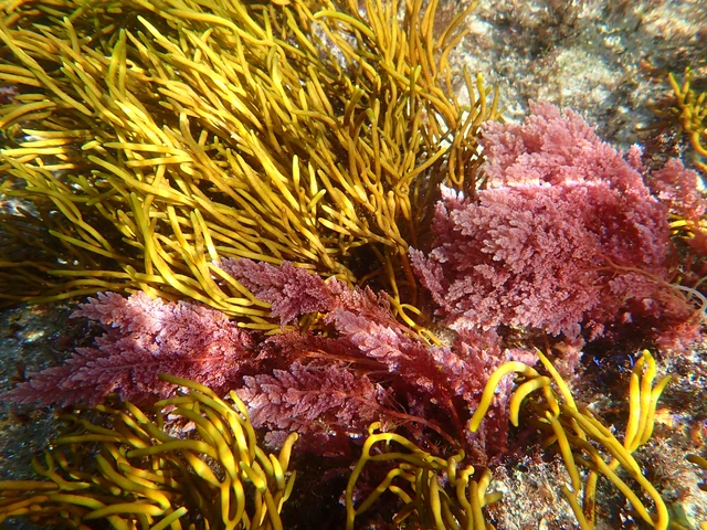 Detectada por primera vez en las costas de Galicia la macroalga invasora tropical Asparagopsis taxiformis