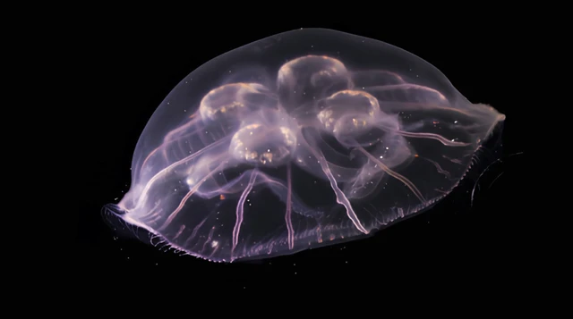 Descubren nueva especie de medusa luna en el Golfo de México