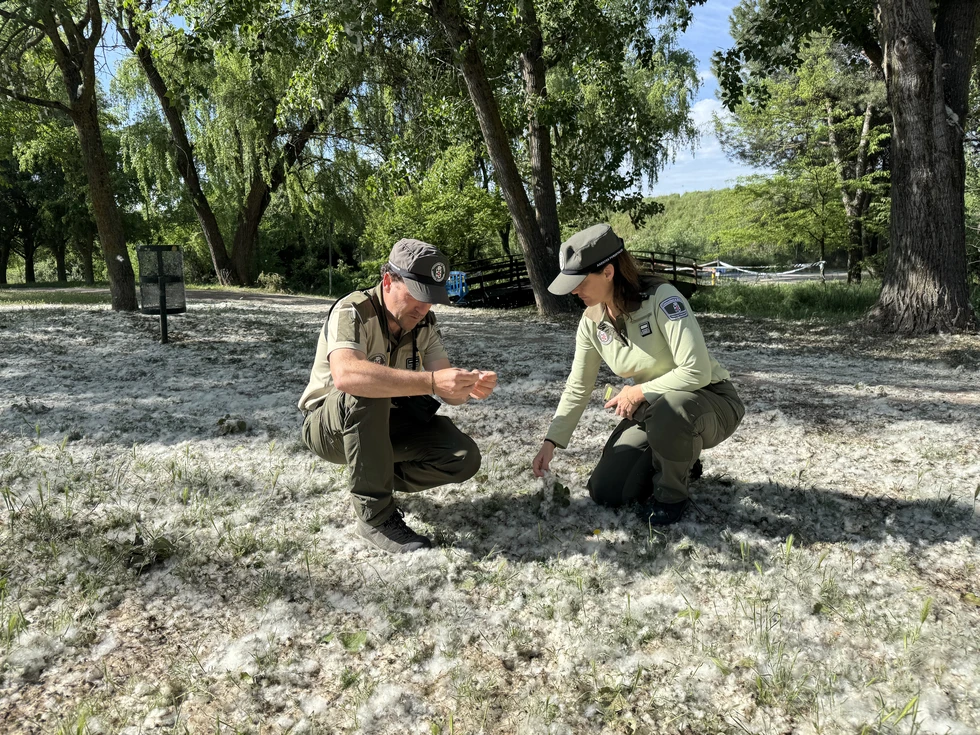 Agentes forestales en un operativo de vigilancia de las áreas con acumulación de pelusa de chopo / Comunidad de Madrid