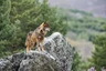 El lobo ibérico: protegido en Portugal, cazable en España