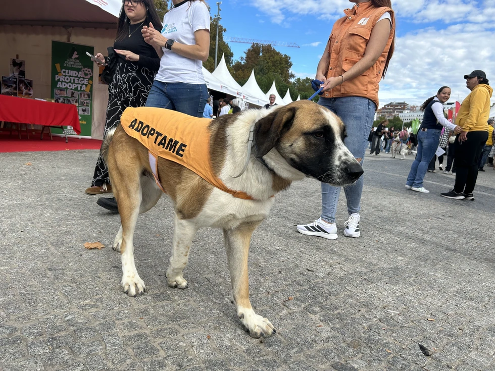 Adopción de animales en la Comunidad de Madrid