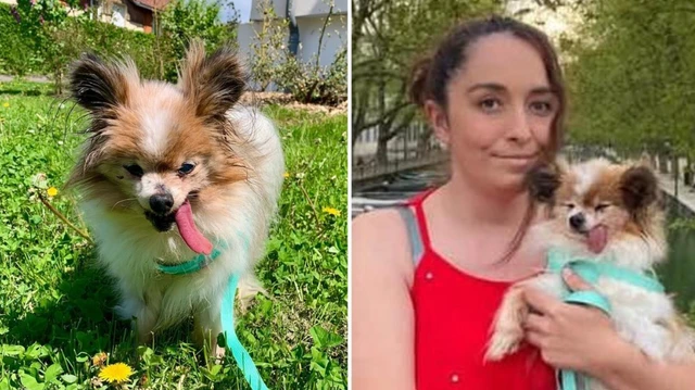 Muere el perro más viejo del mundo