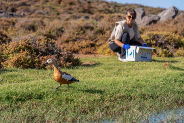 Liberados 4 ejemplares de tarro canelo tras recibir cuidados en Fuerteventura