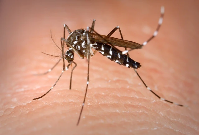 Canarias y Madeira comparten estrategias frente a los mosquitos invasores