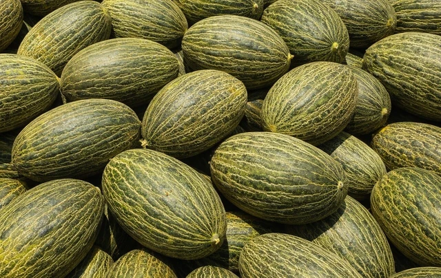 ATRATICAN alerta de la entrada ilegal de melón brasileño en Canarias con falsa etiqueta de fruta española