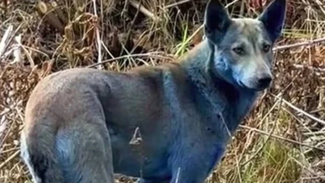 El misterio de los perros azules de Chernóbyl que desconcierta a los expertos