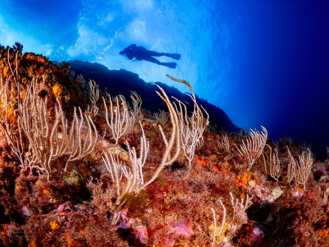 Convenio entre MITECO y el IEO-CSIC para el seguimiento científico de los mares españoles