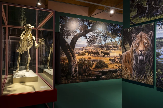 Taller sobre fósiles de Dientes de sable para jóvenes en el Museo Arqueológico y Paleontológico de Madrid