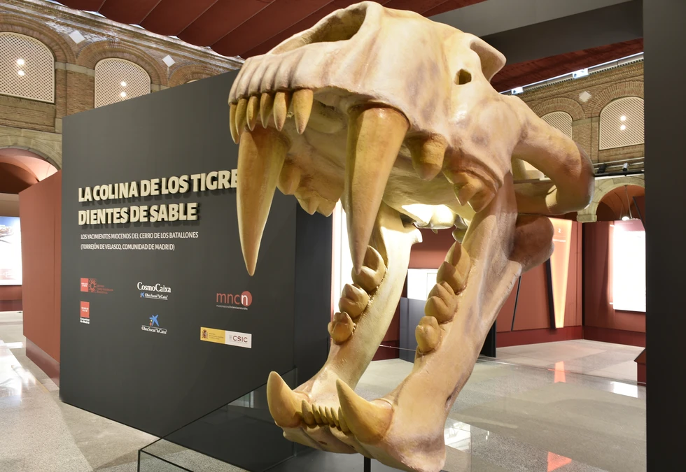 exposición "Dientes de sable" en el Museo Arqueológico y Paleontológico de la Comunidad de Madrid