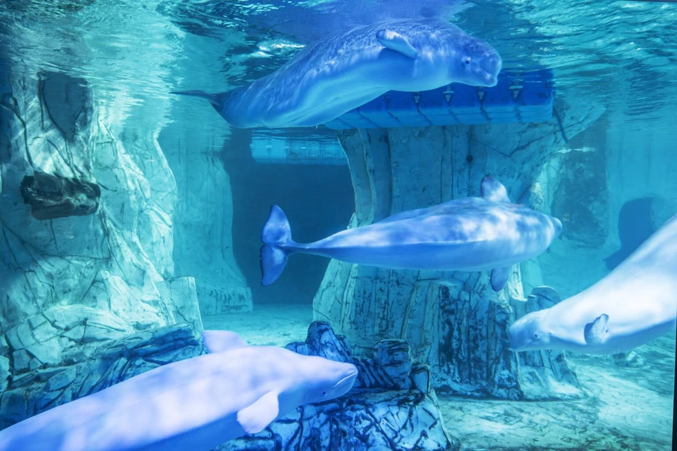Belugas en el Oceanogràfic de Valencia