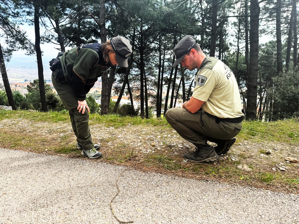Madrid controla la población de oruga procesionaria