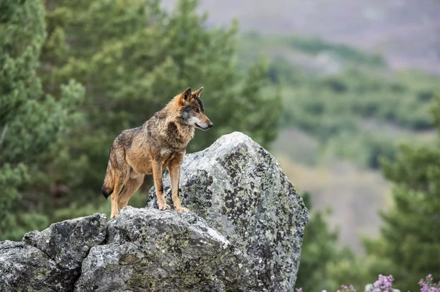 El lobo ibérico: protegido en Portugal, cazable en España