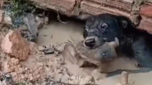 Una perrita heroica salva a su cachorro debajo de una casa inundada por barro