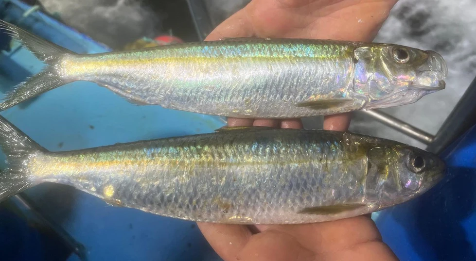 Hallan por primera vez dos especies marinas de aguas cálidas en Galicia