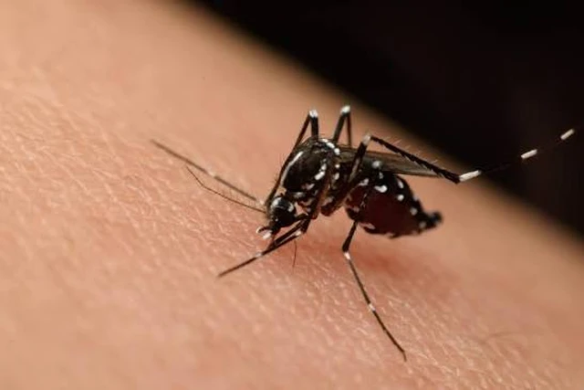 Málaga intensifica la vigilancia y las medidas de control de la Fiebre del Nilo Occidental