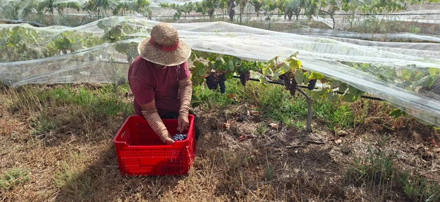 Arranca la vendimia en la DOP Islas Canarias – Canary Wine