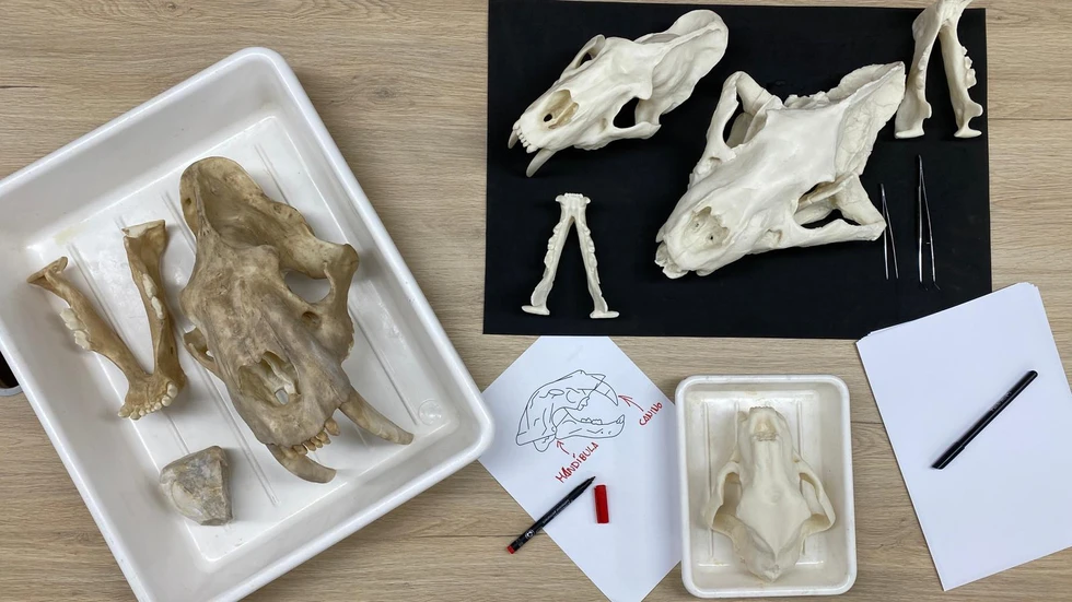 Museo Arqueológico y Paleontológico de la Comunidad de Madrid (MARPA)