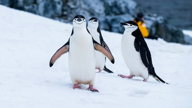 Descubren una nueva especie de pingüino por primera vez en más de 100 años